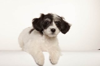 Just hangin' tough! We're RUFF!  