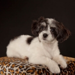 090623-zoeyabby-0341
