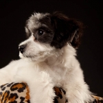 090623-zoeyabby-0356