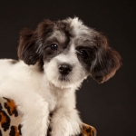 090623-zoeyabby-0363