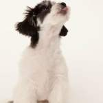 To all you folks who have puppy mills or the pet stores that sell their dogs!  Take this!  I wish I had fingers!
