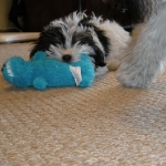 CHOMP!!!