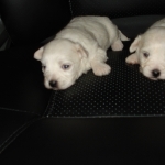 Newborns!