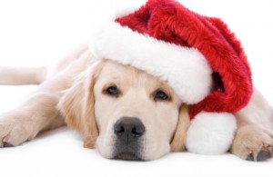 christmas-puppy