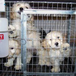 Too many pups - not enough space