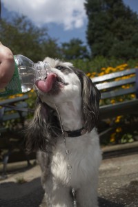 Thirsty