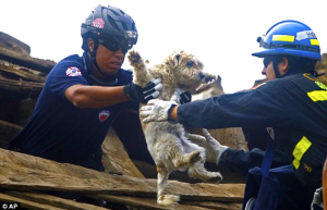 Rescue